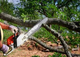 Best Emergency Tree Removal Services  in USA